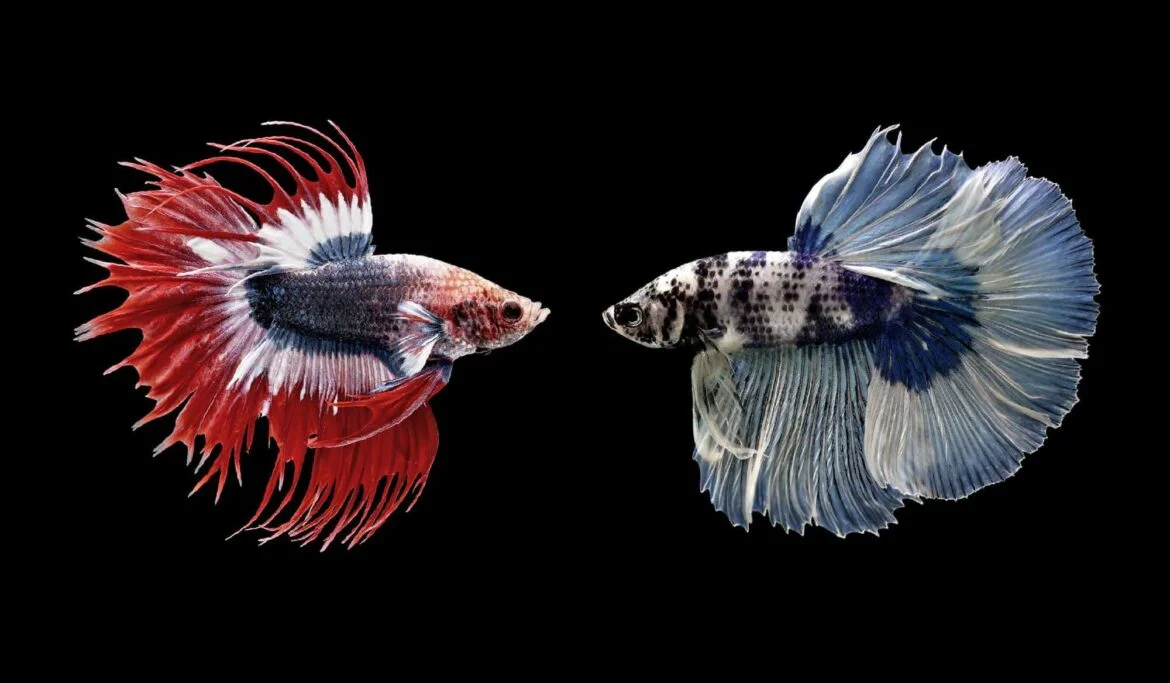 What Can You Do to Improve the Color of Your Betta