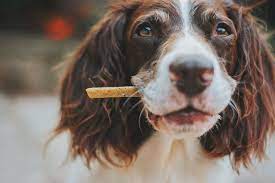 All You Need To Know About Organic Dog Treats