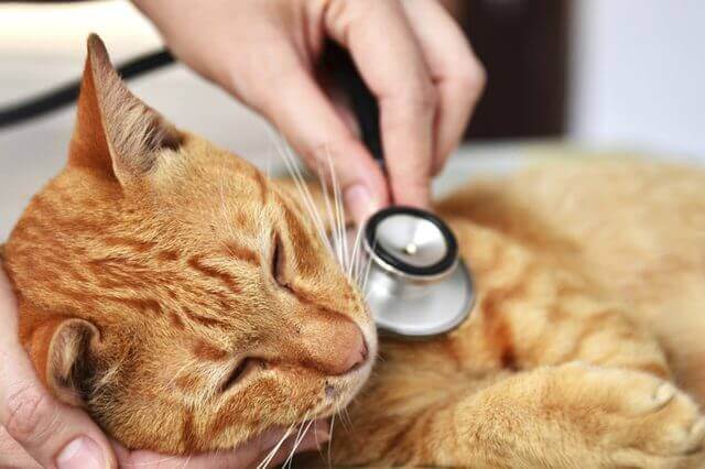 How Can You Make Your Cat More Comfortable at the Vet